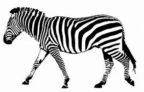 Image result for Adidas Trefoil Hoodie Black White Stripes