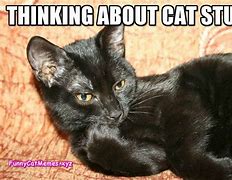 Image result for Funny Cat Thinking