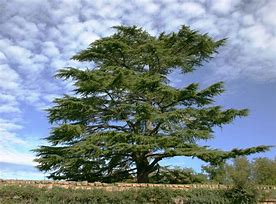 Image result for Lebanon Cedar Wood