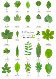 Image result for Common Tree Leaf Identification Chart