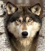Image result for Minnesota Timberwolves Animal