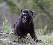 Image result for Black Panther Sightings