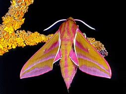 Image result for Cool Moths