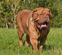Image result for French Mastiff Dog