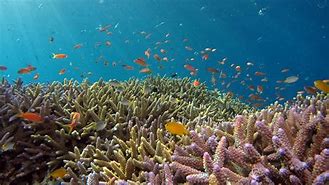 Image result for Hybrid coral reef Miami