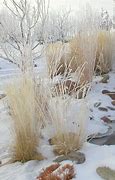Image result for 3 Gallon - Karl Foerster Grass - Reaching New Garden Heights