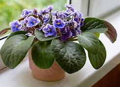 Image result for White African Violet Planter