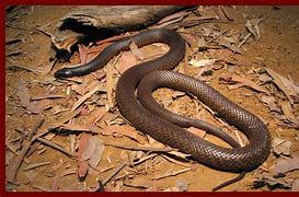 Image result for Australia Zoo Snakes