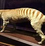 Image result for Pet Tasmanian Tiger