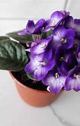Image result for Small Violet Pots