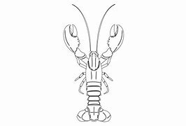 Image result for Lobster Outline Vector