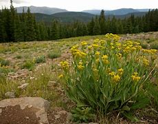 Image result for Mountain Meadows Massacre and Mormon Theology
