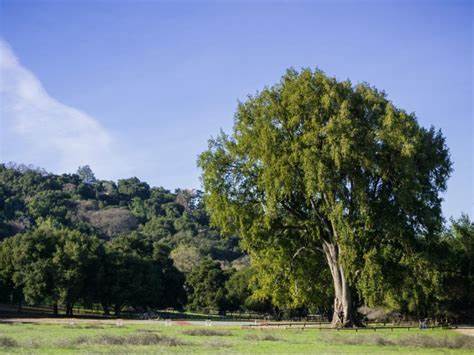 What Is A California Laurel: Growing California Bay Laurels