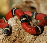 Image result for Snake Animal