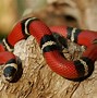 Image result for snakes animals habitats