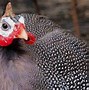 Image result for Hen Sound Guinea Fowl