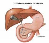 Image result for Liver and Pancreas Anatomy