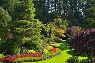 Image result for Ornamental Pine Trees