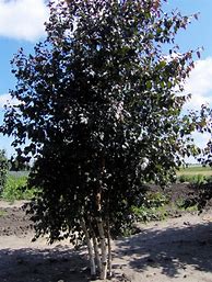 Image result for Royal Frost Birch Clump