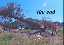 Image result for Felling Trees Against the Lean