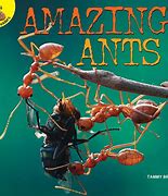 Image result for Amazing Ants