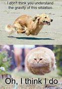 Image result for Laugh Out Loud Quotes About Cats