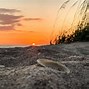 Image result for Cape Henlopen State Park Camping