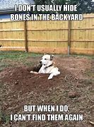 Image result for Labrador Retriever Funny Dog Memes