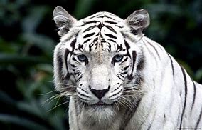 Image result for White Tiger Blue