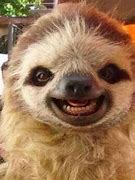 Image result for Shhh Just Sloth