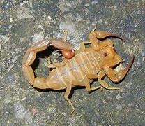 Image result for Cuban Scorpion