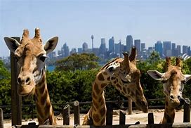 Image result for Taronga Zoo
