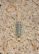 Image result for Sand Scorpion