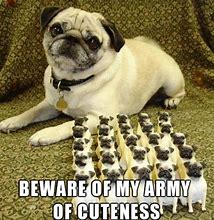 Image result for Baby Pug Memes