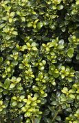 Image result for Steeds Japanese Holly - 1 Container