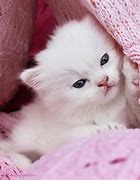 Image result for Cute Cats