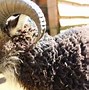 Image result for Pictures of Black Sheep