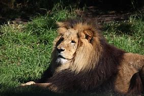 Image result for Australia Zoo Lion