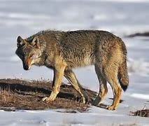 Image result for Caspian Sea Wolf
