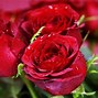 Image result for Beautiful Rose Flowers in the World