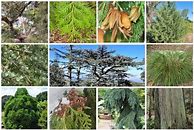 Image result for Cedar Tree Species