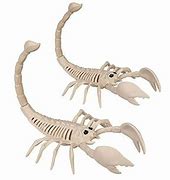 Image result for Scorpion Skeleton