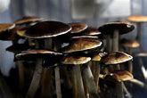 Image result for psychedelic mushrooms legal