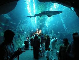Image result for World's Coolest Aquarium