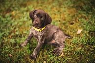 Image result for German Shorthaired Pointer Lab Mix Puppies