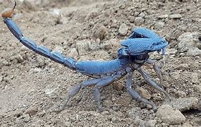 Image result for Bizarre Scorpion