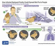 Image result for Bird Flu in Humans