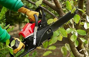 Image result for Chain Saws for Tree Trimming