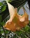 Image result for 3 Gallon - Peach Angel Trumpet Tree - Big, Exquisite Flowers Are A Showstopper