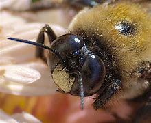 Image result for Bumble Bee Eyes